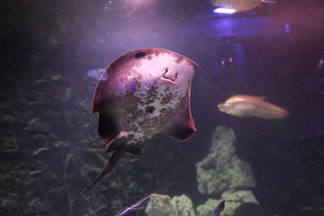 Tropical ray fish swimming in clear aquarium © New Africa