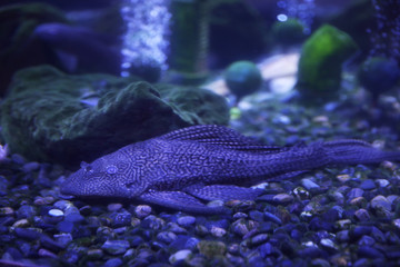 Leopard catfish at bottom of clear aquarium