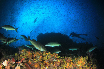 Scuba dive underwater coral reef 