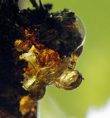 Amber resin drop on fruit tree in the orchard, with a green background