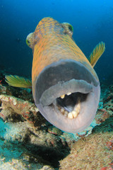 Fototapeta na wymiar Titan Triggerfish fish 