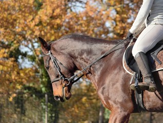 Obraz premium Horse bay Dressage 