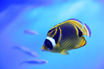Beautiful raccoon butterflyfish in clear aquarium water