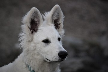 Naklejka premium puppy white swiss shepherd