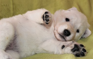 Puppy white swiss shepherd