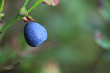 Appetizing macro view of the ripe blueberry grown in the wild nature in the forest, natural light, natural conditions