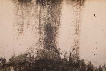 Texture of old concrete wall,Grey Cement textured abstract background,old wall with lichen,Dirty white wall background close up moss texture on cement wall