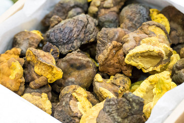 Healthy yellow phellinus linteus Mushroom