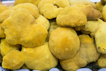 Healthy yellow phellinus linteus Mushroom