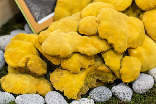 Healthy yellow phellinus linteus Mushroom