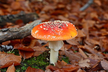 Beautiful red fairytale fly agaric. Poisonous mushroom in the forest. Autumn mushrooms fly agaric in the autumn forest. Closeup of fly agaric mushrooms. Amanita muscaria