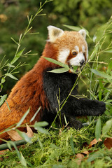 Rode panda eet bamboe