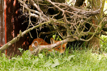 Fototapete bei efototapeten.de bestellen   