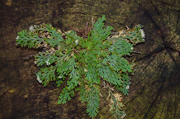 Rose von Jericho