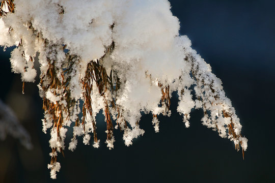 Besneeuwde tak in de winterzon