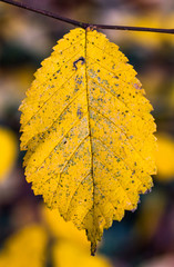 Obraz premium Close up on single yellow autumn leaf hanging from a twig