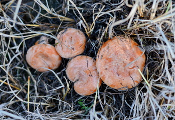 Saffron milk cap (Lactarius deliciosus) mushroom. Fall season. Mushroom hunt. Saffron milk cap aka red pine mushrooms aka Lactarius deliciosus in a grass. 
