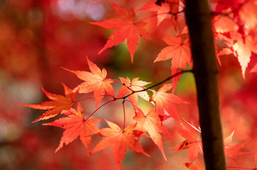 もみじ　背景素材