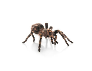 Striped knee tarantula (Aphonopelma seemanni) isolated on white