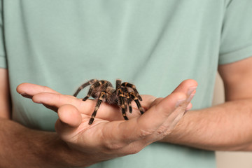 Man holding striped knee tarantula on beige background, closeup
