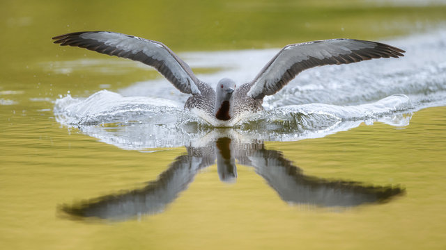 Red-throated Diver (Gavia stellata)