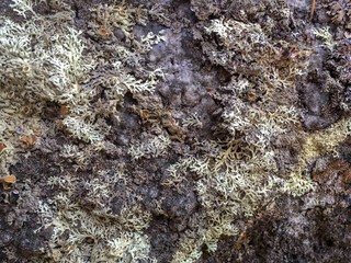 The texture of the stone with lichen