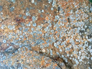 The texture of the stone with lichen