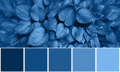 Color palette with nature textures, leaves inspired by trendy blue color of the year 2020. Tropical leaf background. Fashion concept - obrazy, fototapety, plakaty