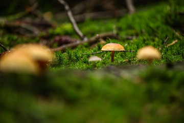 Galerina marginata poisonous fungus mushroom group growing between moss on a wet forest ground, autumn season.