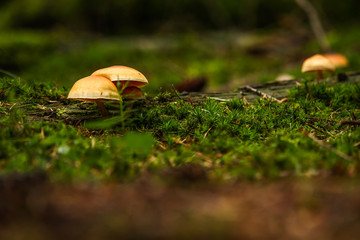 Galerina marginata poisonous fungus mushroom on the forest floor. Start of the fall season. Veluwe National Park, The netherlands.