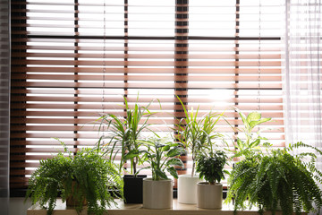 Beautiful plants on window sill at home