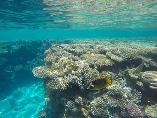 Coral reef snorkeling in Egypt