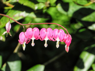 closeup of pink bleeding heart blossom