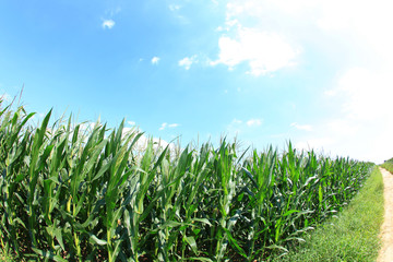 The corn in the field