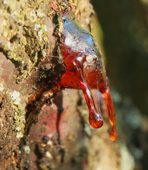 Lights red resin drop on fruit tree in the orchard
