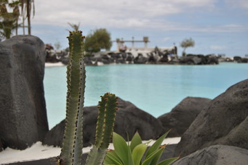 Different kind of cactus in Canary islands