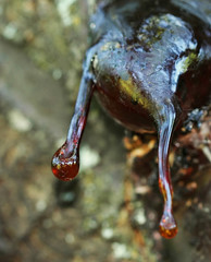 Amber resin drop on fruit tree in the orchard