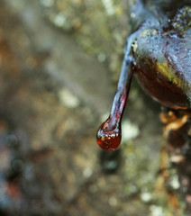 Amber resin drop on fruit tree in the orchard