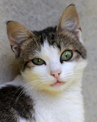 Portrait of a small cat that looking right at us