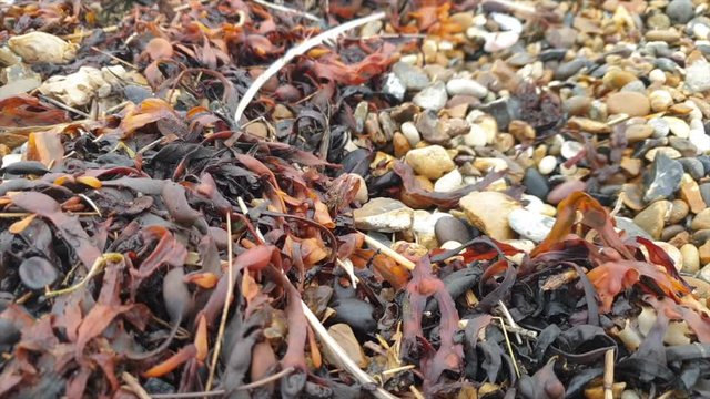 Plastic spoon is picked up from a beach