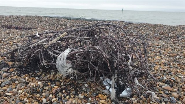 Plastic pollution caught in driftwood on a beach
