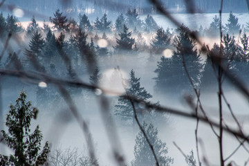 Trees in the winter morning fog, Lower Mainland, Fraser Valley, British Columbia, Canada