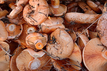 Saffron milk cap (Lactarius deliciosus) mushroom. Fall season. Mushroom hunt. Saffron milk cap aka red pine mushrooms aka Lactarius deliciosus in a grass. 