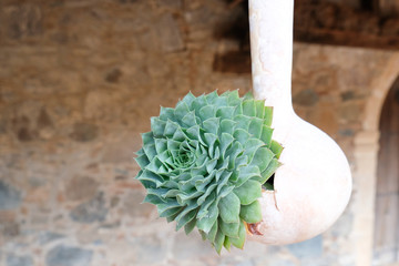 succulent plant in a dried gourd