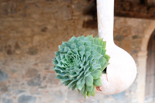 Succulent Plant In A Dried Gourd