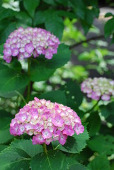 紫陽花　ピンク