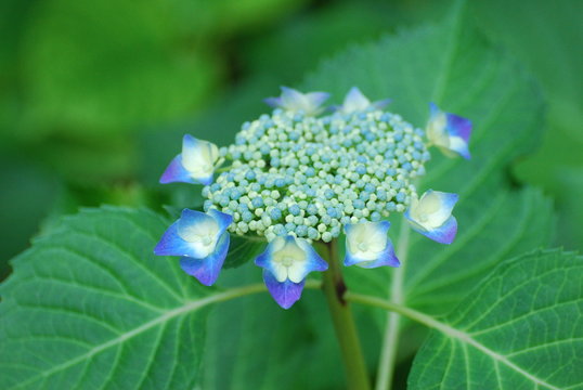額紫陽花 Images Browse 2 198 Stock Photos Vectors And Video Adobe Stock
