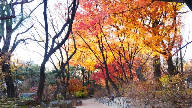 colorful maple leaves in south korea 
asian country seasonal maple during Autumn
