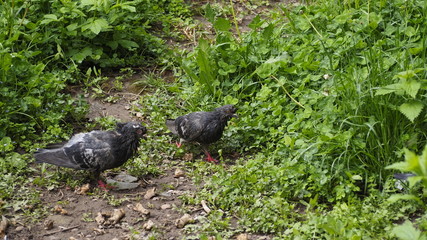 pigeon on grass