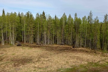 Old forest on the background of blue sky